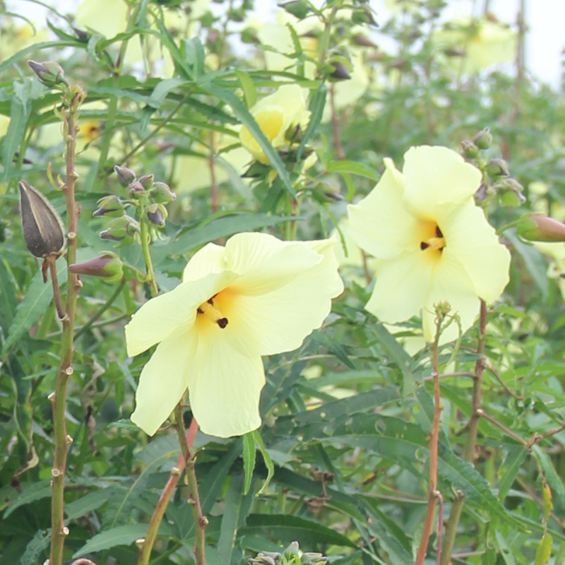 黄蜀葵花原料大量出