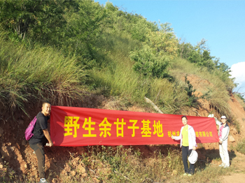 余甘子冻干优势1
